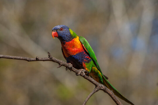Australia, Queensland. Rainbow lorikeet on limb. 