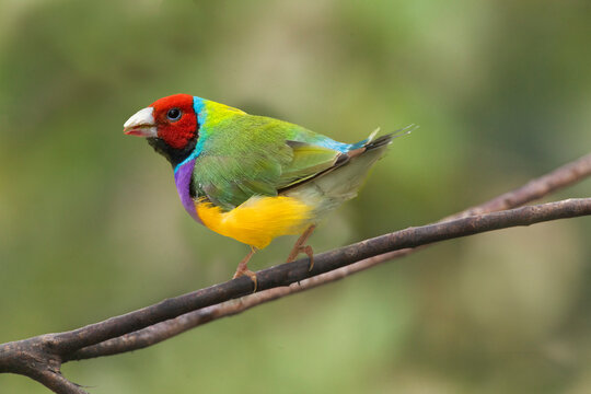 Australia. Lady Gouldian finch close-up. 