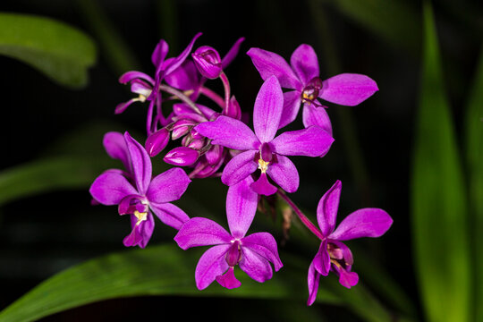 Cuba is known for many species of beautiful orchids.