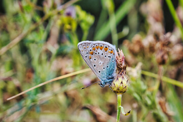 Schmetterling - Butterfly - Ecology - High quality photo