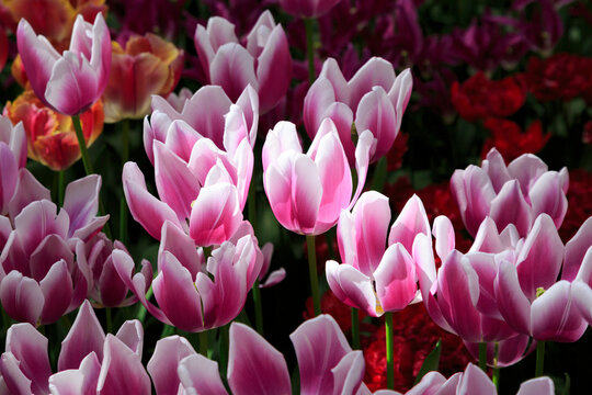 Netherlands, Flevoland. Dutch tulips in fields.