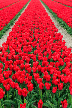 Netherlands, Flevoland. Dutch Tulip fields.