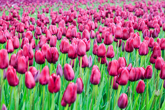 Netherlands, Flevoland. Dutch Tulip fields.