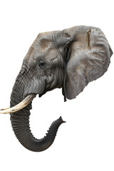 Obraz premium elephant head
