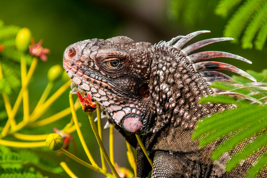 Green iguana (Iguana iguana), St. Thomas, US Virgin Islands.