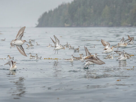 Canada. British Columbia. A flock of Red-necked phalaropes (Phalaropus lobatus) forage in Blackfish Sound during fall migration.