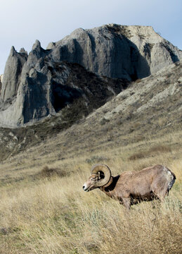 Rocky Mountain bighorn sheep grazing in grasslands. Mature rams.