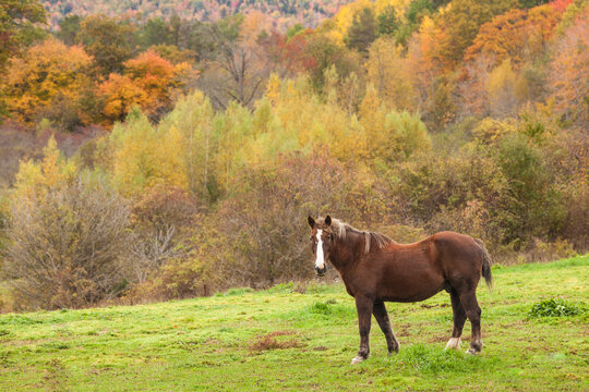 Canada, Nova Scotia, Lawrencetown. Horse in autumn.