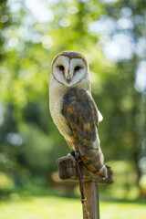 barn owl sitting on pole