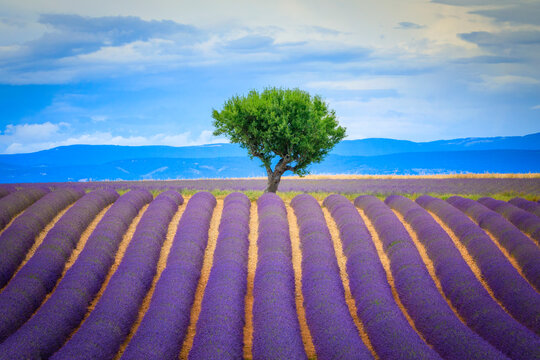 Europe, France, Provence, Valensole Plateau. Field of lavender and tree.