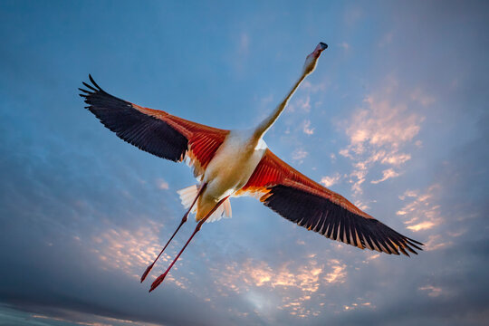 France. Close-up of greater flamingo in flight.