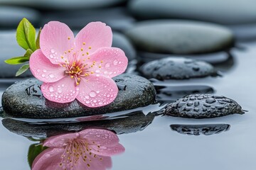 Serene pink cherry blossom on tranquil water with stones