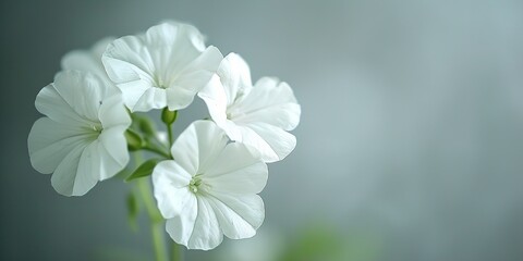 Obraz premium white flowers