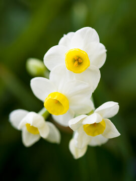Bunch flowered daffodil Narcissus tazetta variety Avalanche. Germany