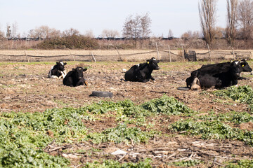 black and white cows