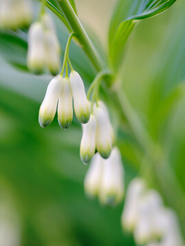 Eurasian Solomons seal (Polygonatum multiflorum). Germany