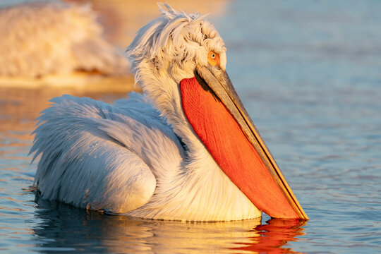 Europe, Greece, Lake Kerkini. Portrait of a Dalmatian pelican lit by the warmth of the setting sun.