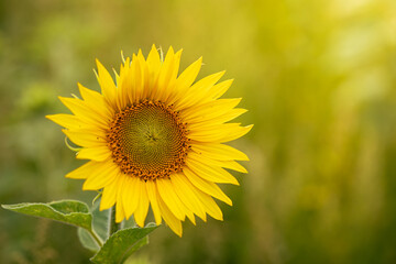Fototapeta premium Yellow sunflower in a summer field
