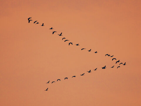 Greylag goose (Anser anser) during autumn, flying to their roosting place in the Hortobagy National Park, which is listed as UNESCO World Heritage Site, Hungary.