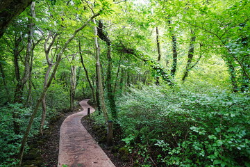 fine walkway in refreshing forest