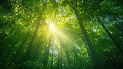 Obraz premium Lush green forest canopy with sun rays filtering through the leaves, peaceful nature scene, summer day