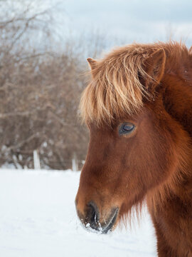 Icelandic Horse in fresh snow. Traditional breed for Iceland and traces its origin back to the horses of the old Vikings, Iceland.