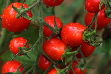  Datterino or Cherry tomatoes with water drops in the vegetable garden on summer