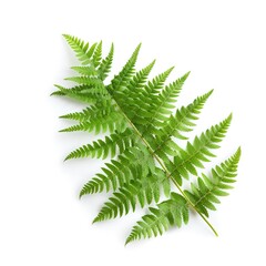 Naklejka premium Fern Flower Isolated on White Background: Delicate and Detailed Fern Blossom Showcased Against a Clean White Backdrop, Highlighting the Intricate Patterns and Natural Beauty of the Plant.