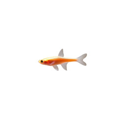 Fototapeta premium TRANSPARENT PNG ULTRA HD 8K A solitary Neon Tetra fish with vibrant iridescent colors and a sleek body, swimming elegantly against a transparent background, highlighting its delicate and glowing form
