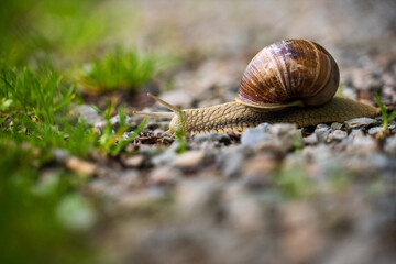 Burgundy Snail, Roman Snail (Helix Pomatia), a Large with a Large Curled Brown Shell on a Trail at the Eifel National Park in North Rhine-Westphalia, Germany