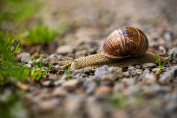 Burgundy Snail, Roman Snail (Helix Pomatia), a Large with a Large Curled Brown Shell on a Trail at the Eifel National Park in North Rhine-Westphalia, Germany
