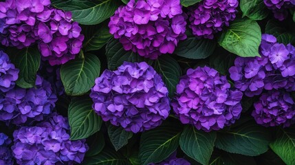 Fototapeta premium Purple hydrangea flowers in a bouquet, lush and vibrant, summer garden beauty