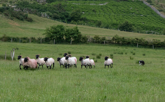 Highly trained border collie is used to herd sheep on an Irish sheep farm.