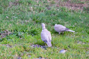 Two Collared dove (Streptopelia decaocto) are walking on the grass. Bird. Ornithology. 