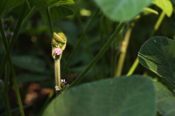 Close-up of Soybean plant in bloom in the field. Detail of pink flowers of soybean plant in to the sunlight. Glycine max 