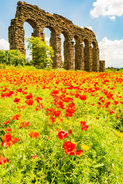 Italy, Rome. Parco Regionale dell'Appia, Antica, Park of the Aqueducts (Parco degli Acquedotti), Aqua Claudio seen from Appio Claudio Tennis Club, wild red poppies in foreground.