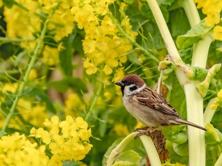 菜の花畑に種を食べにきたスズメ