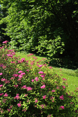 Pink japanese Spirea or Spiraea flower in the garden on springtime. Spirea japonica on a sunny day