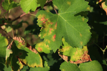 Plasmopara viticola disease on vine leaves in a Pinot Gris vineyard. Vine leaves with many Yellow and brown spots