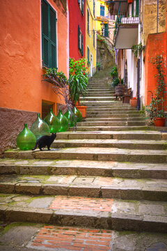 Europe, Italy, Monterosso. Cat on long stairway. 