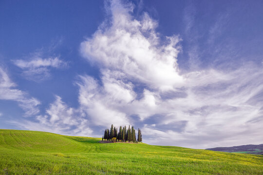 Europe, Italy, Tuscany, Val d' Orcia. Cypress grove in landscape. 
