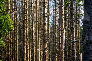 Obraz premium The Forest with Pine Trees at Eifel National Park in North Rhine-Westphalia, Germany