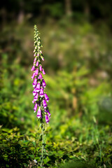Fototapeta premium Foxglove (Digitalis purpurea) at the edge of the Woods at Eifel National Park in North Rhine-Westphalia, Germany