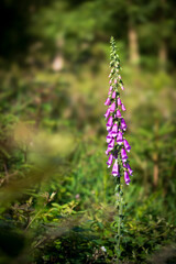 Fototapeta premium Foxglove (Digitalis purpurea) at the edge of the Woods at Eifel National Park in North Rhine-Westphalia, Germany
