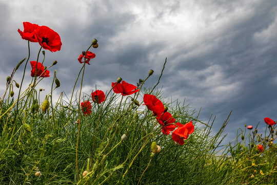Italy, Apulia, Province of Taranto, Laterza. Poppies against a stormy sky.