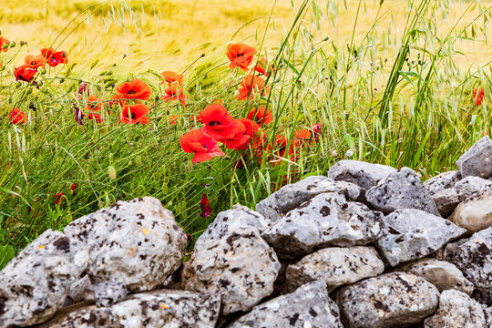 Italy, Apulia, Province of Taranto, Laterza. Field of barley with poppies and an old stone wall.