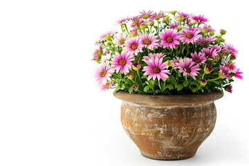 White chrysanthemums in a flowerpot, adding elegance and beauty as a houseplant with delicate petals and a pristine floral design.