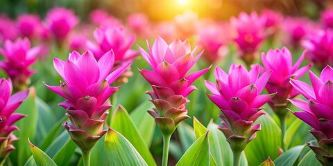 Obraz premium Vibrant pink Siam tulip flowers in full bloom, Siam tulip, tropical, flora, nature, bright, vibrant, pink, lush, petals