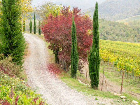 Europe, Italy, Chianti. Gravel road winding through a vineyard in autumn in the Chianti region of Tuscany.