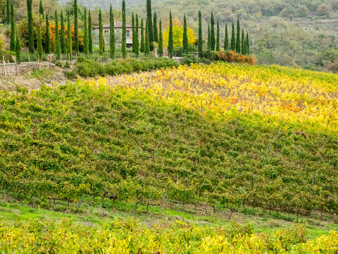 Europe, Italy, Chianti. Vineyard in autumn in the Chianti region of Tuscany.